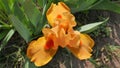 The dwarf bearded by orange iris. An image closeup